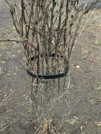 Хомут стяжка для подвязки кустов, растений черный 55 см 5 шт Благодатное земледелие